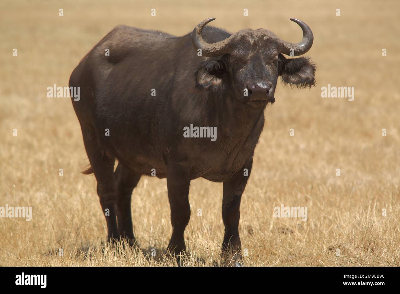 African buffalo (Syncerus caffer caffer) in Ngorongoro Crater, Serengeti, Tanzania Stock Photo