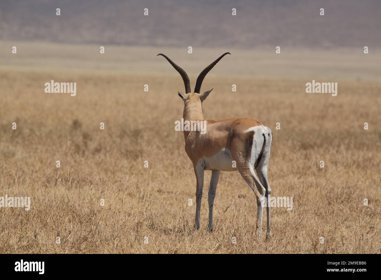 Gazelle furgonida jinsiy aloqa Gazelle furgonida jinsiy aloqa