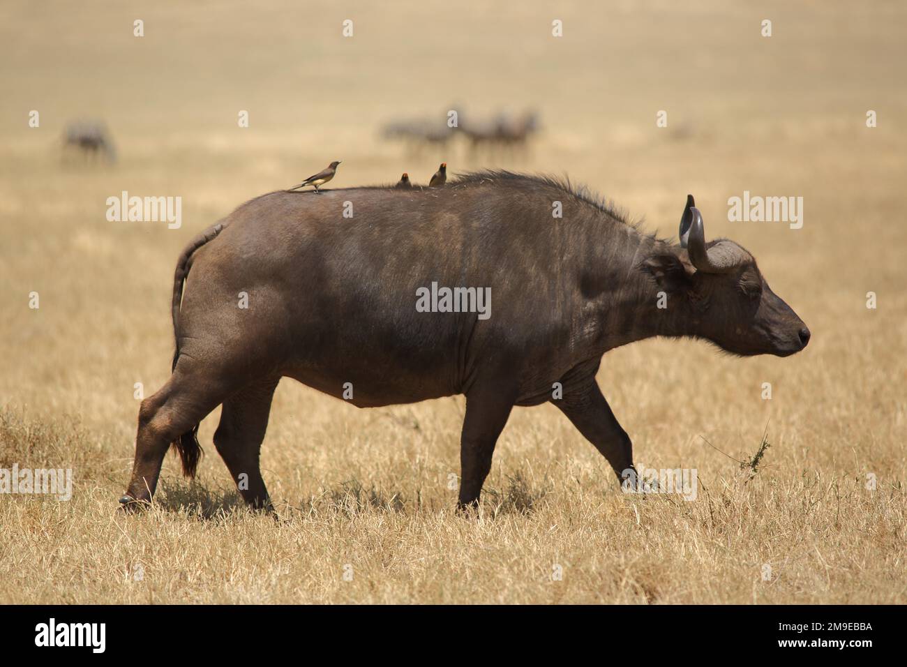 African buffalo (Syncerus caffer caffer) with oxpecker on back in Ngorongoro Crater, Serengeti, Tanzania Stock Photo
