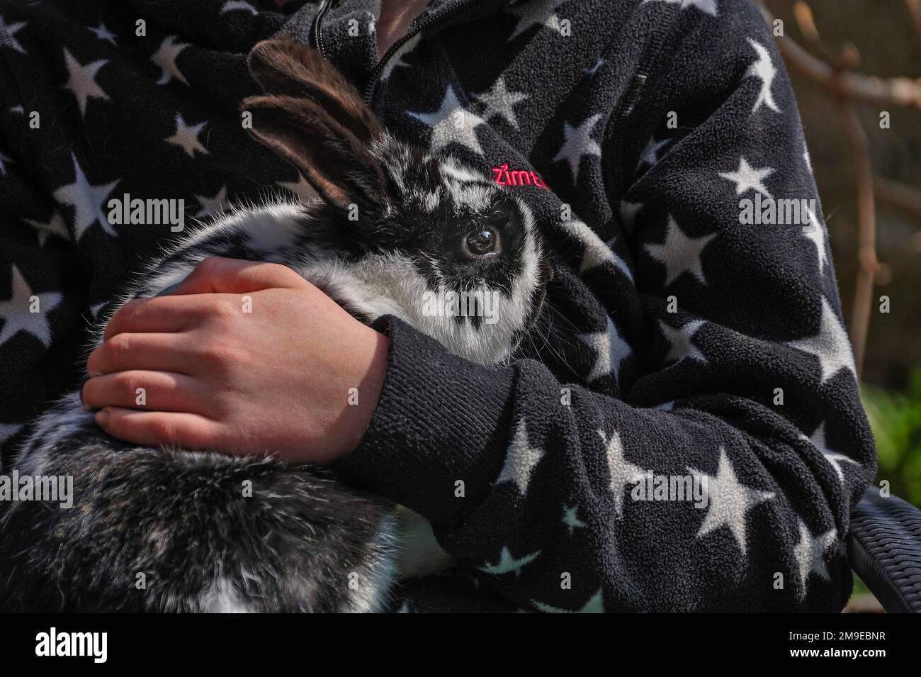 Child's hand holding black and white hare on black and white jacket, Ringsheim, Baden-Wuerttemberg, Germany Stock Photo