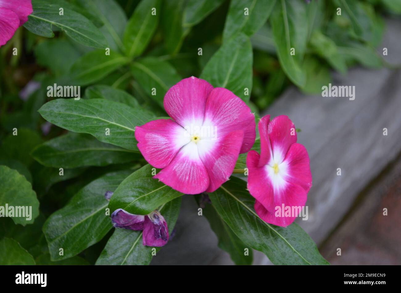 Garden with dark pink and white phlox flowers budding and blooming ...