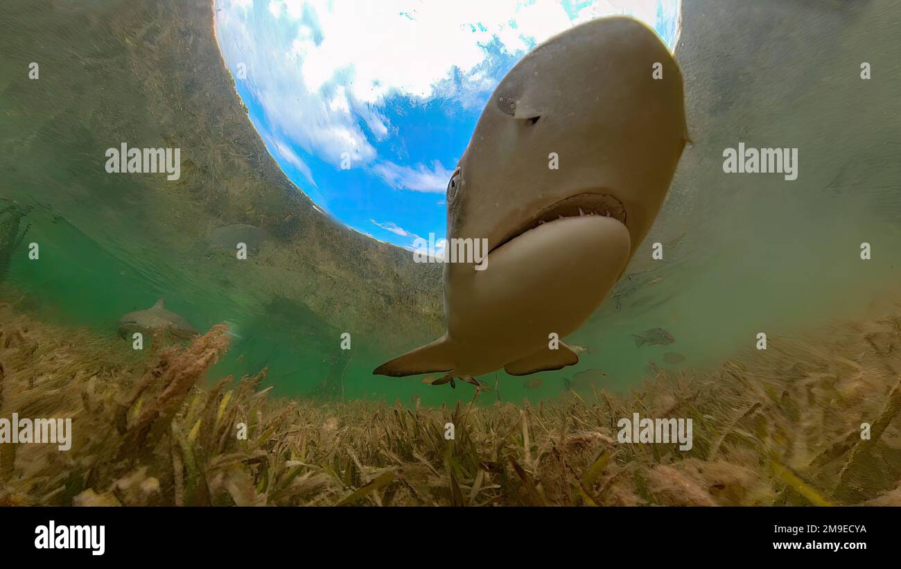 Juvenile Lemon Shark (Negaprion brevirostris) in the mangroves of North