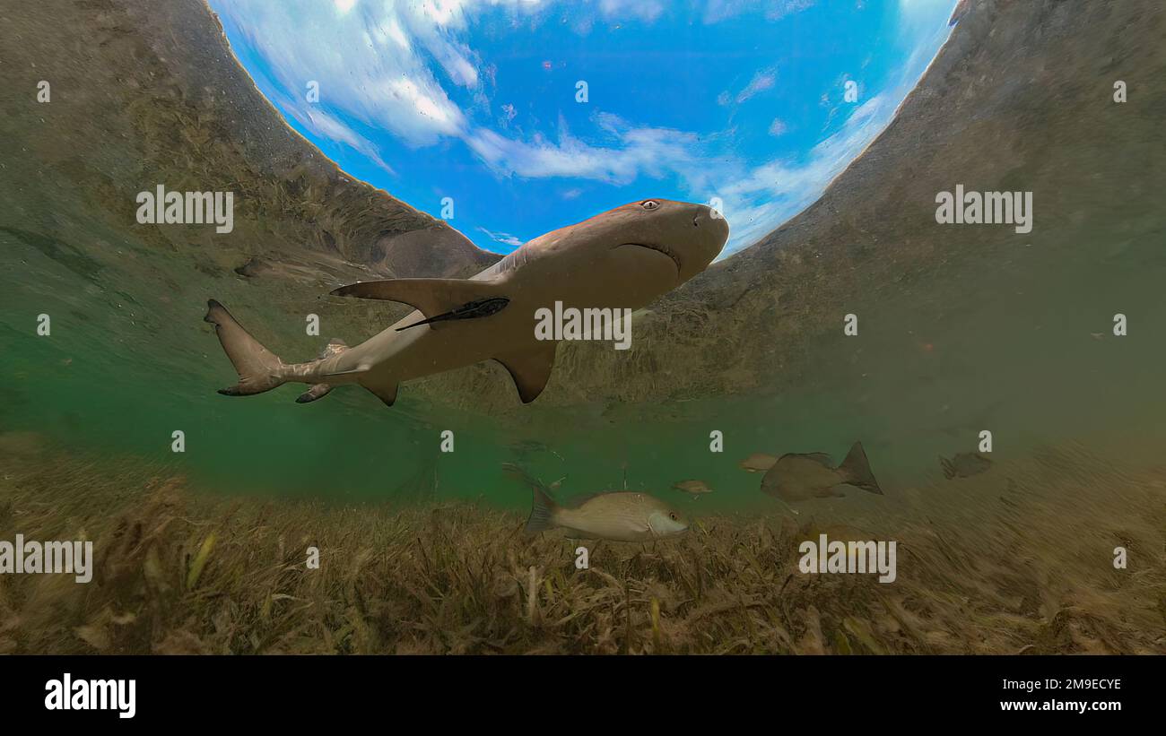 Juvenile Lemon Shark (Negaprion brevirostris) in the mangroves of North