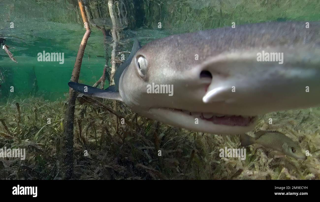 Juvenile Lemon Shark (Negaprion brevirostris) in the mangroves of North