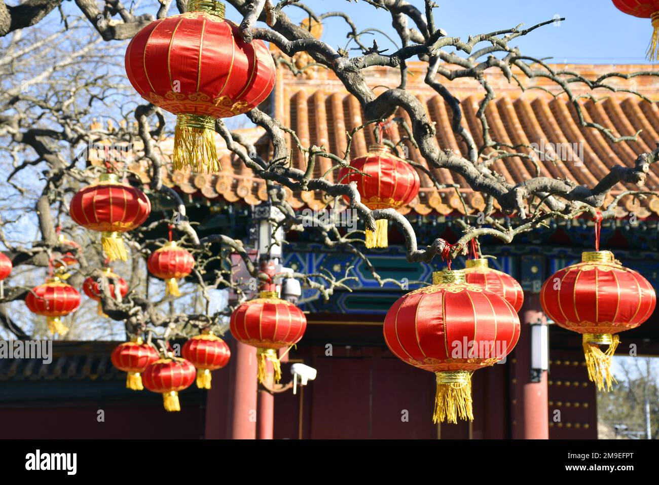 Red lanterns create Spring Festival vibes in Jingshan Park, Beijing, China,  15 January, 2023. (Photo by ChinaImages/Sipa USA Stock Photo - Alamy
