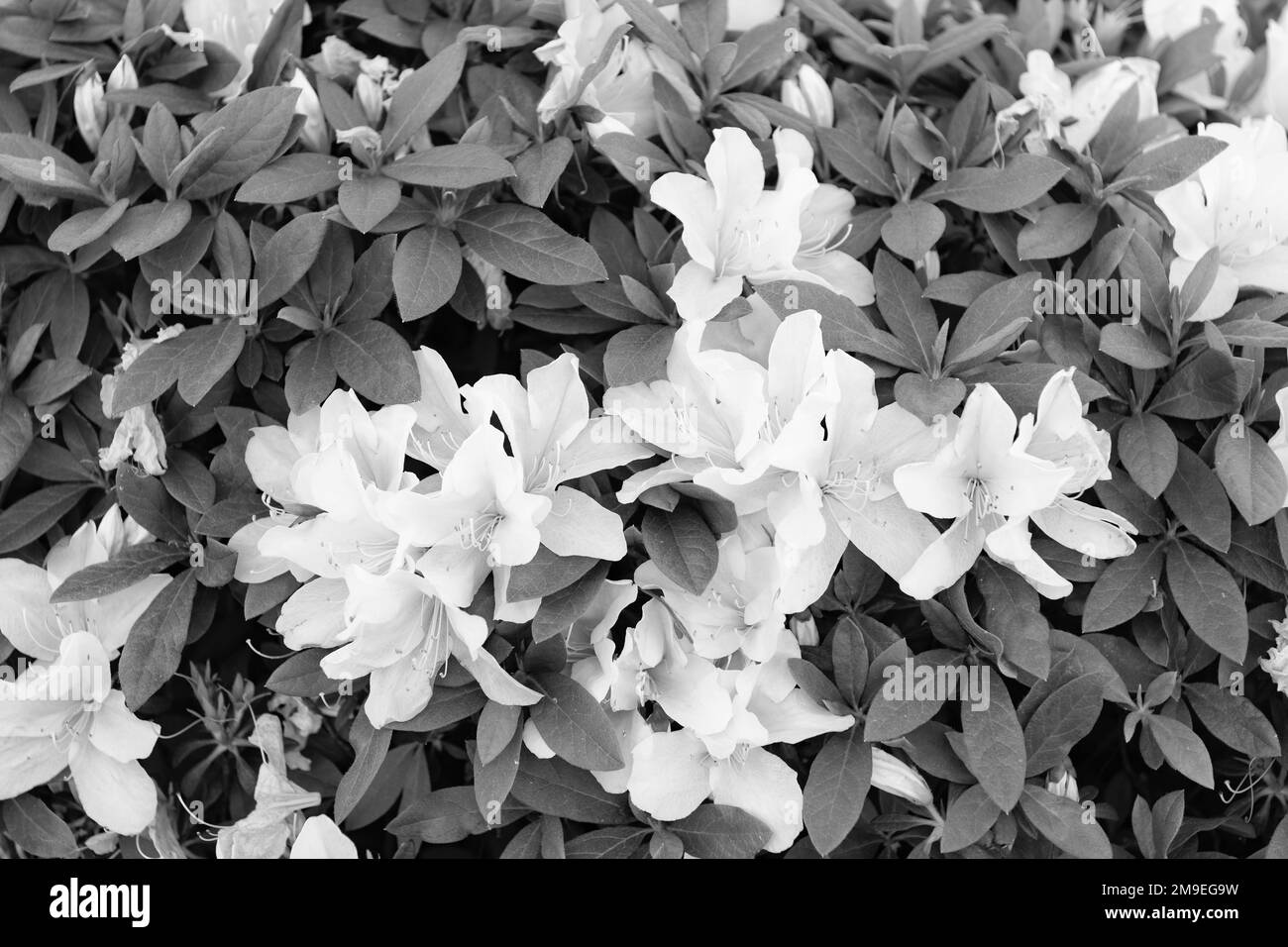 Jasminum Black and White Stock Photos & Images Alamy