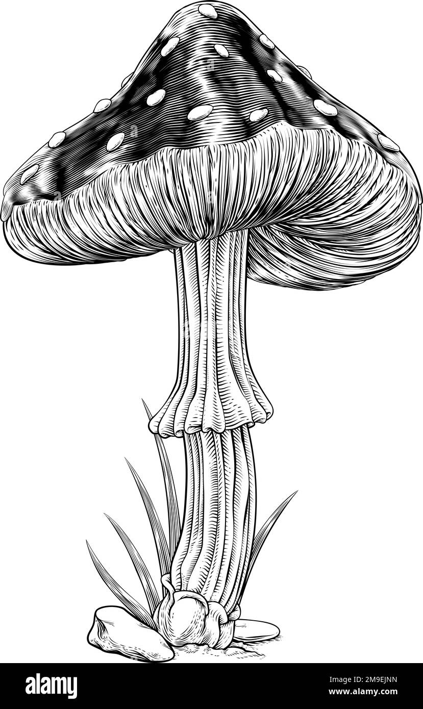 Sketches of Mushrooms  Mushroom drawing Realistic drawings Plant sketches