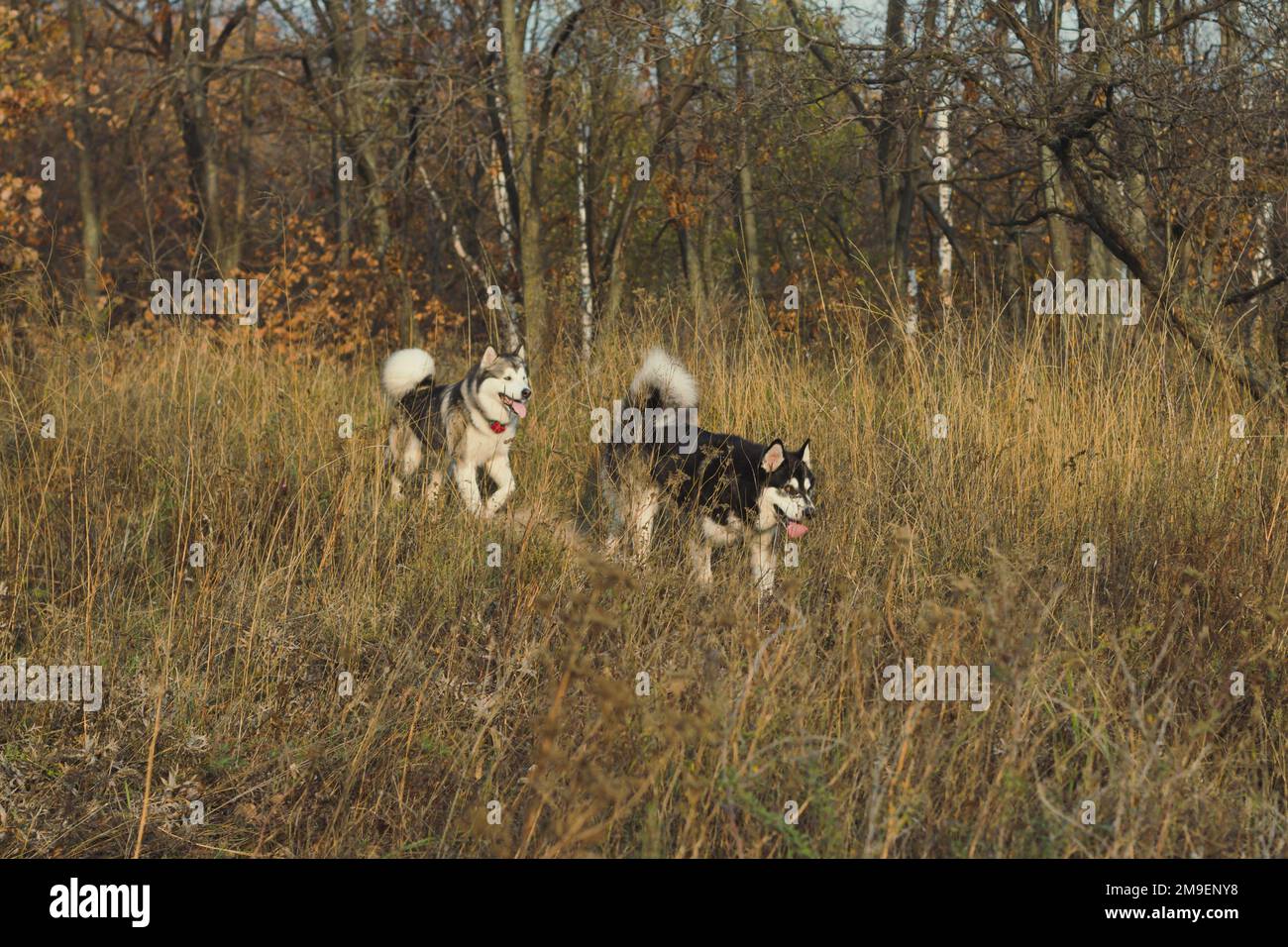 Siberian huskies walking through high dry grass scenic photography Stock Photo