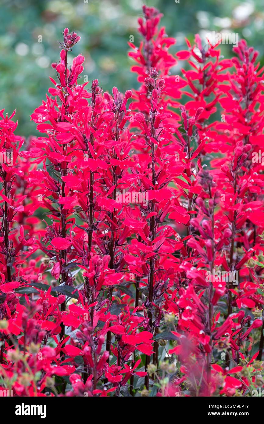 Lobelia speciosa Fan Scarlet, Lobelia Fan Scarlet, Cardinal Flower, Hybrid Lobelia, Fan Series, scarlet flowers on upright spikes. Stock Photo