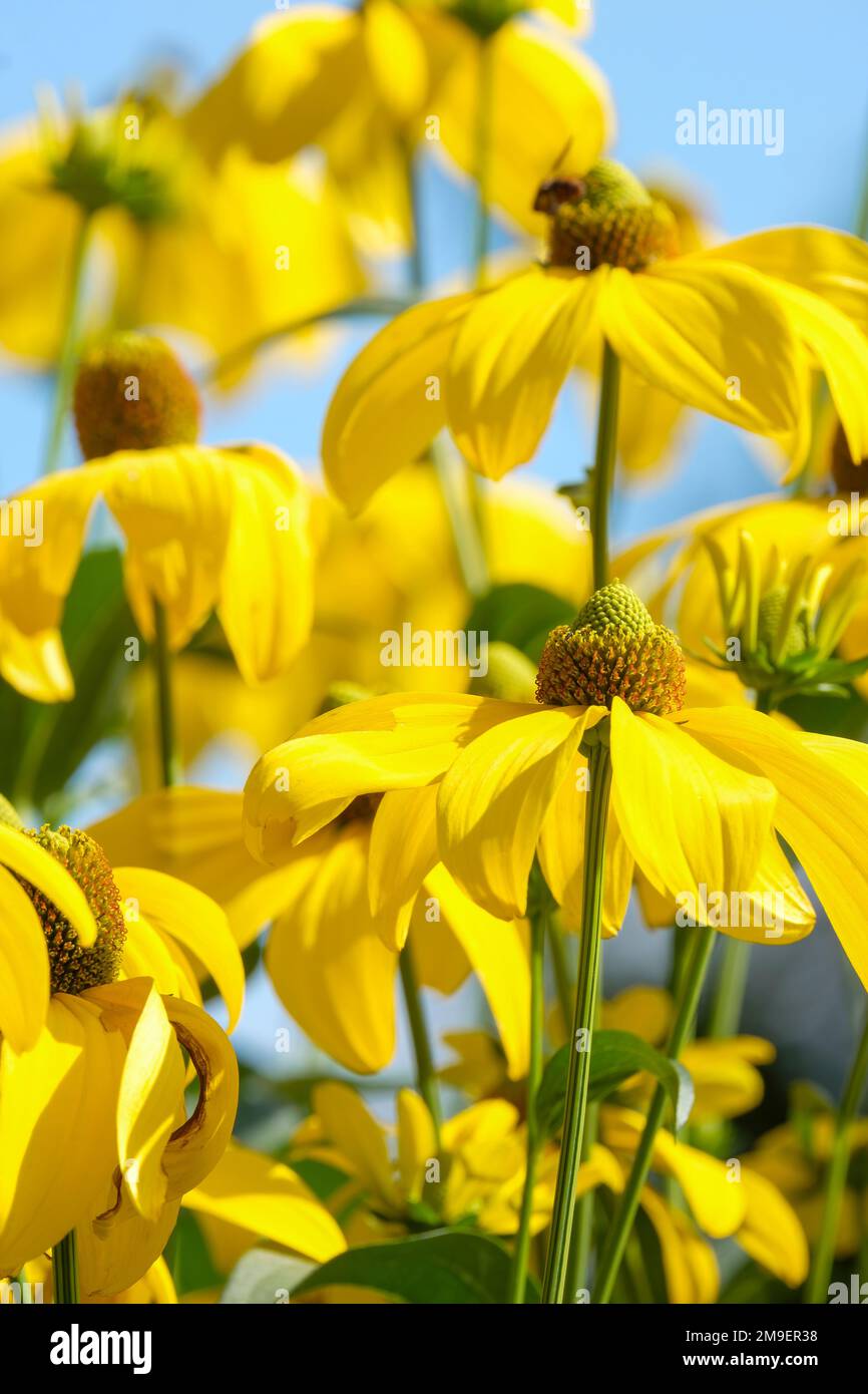 Rudbeckia maxima,great coneflower, cabbage leaf coneflower, large