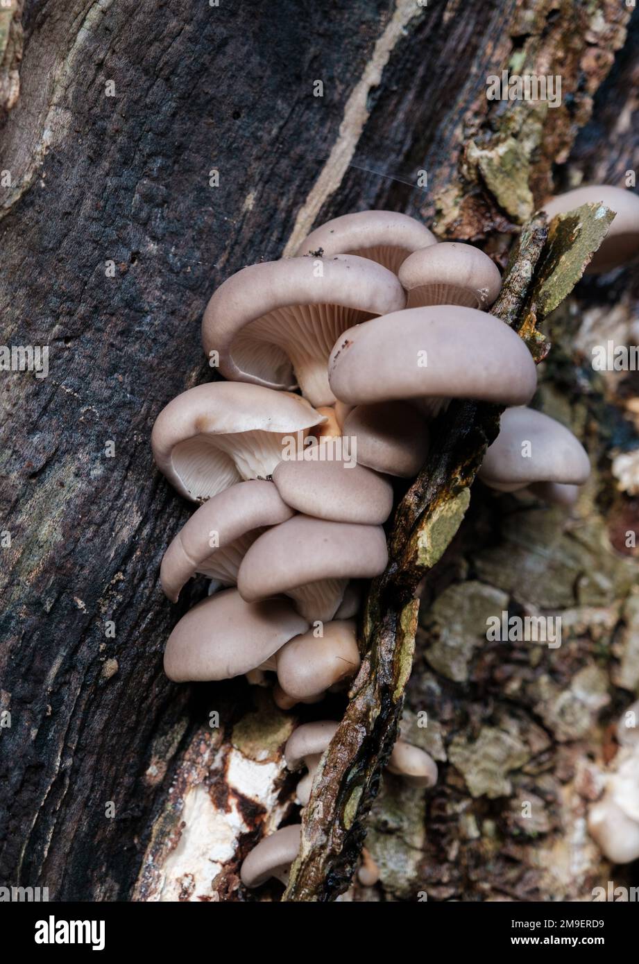 Foraging wild Oyster Mushrooms Stock Photo Alamy