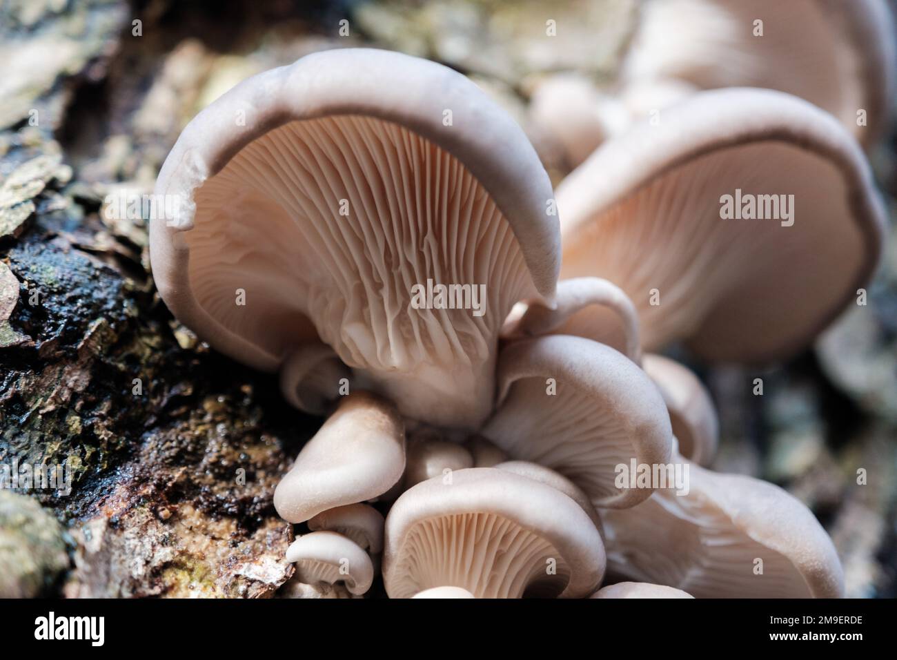 Foraging wild Oyster Mushrooms Stock Photo Alamy