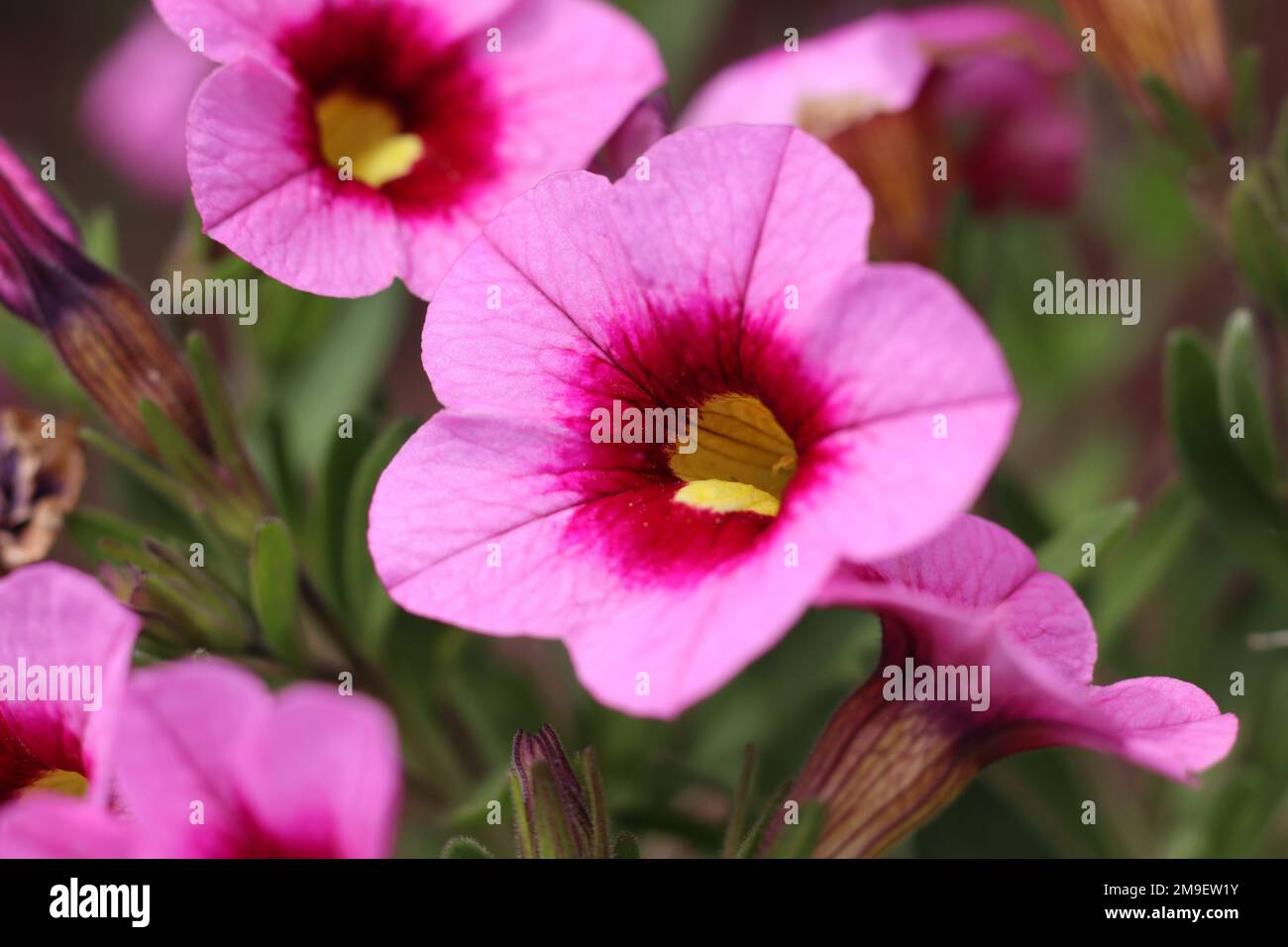 The bright pink flowers of the summer bedding plant Calibrachoa 'Light Pink Eye', in extreme close-up. Stock Photo