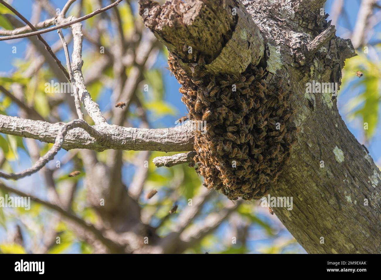 Non-native, swarming honey bees, Apis mellifera, resting on avocado tree (persea americana) in an orchard in Queensland, Australia. Stock Photo