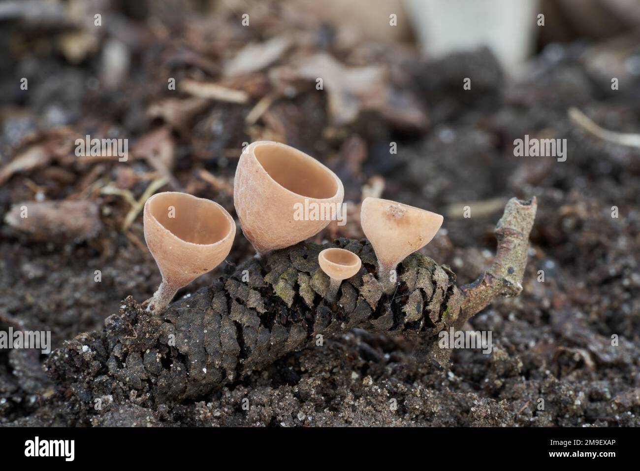 Inedible mushroom Ciboria coryli on the hazel catkin. Small cup-shaped wild mushrooms in the forest. Stock Photo