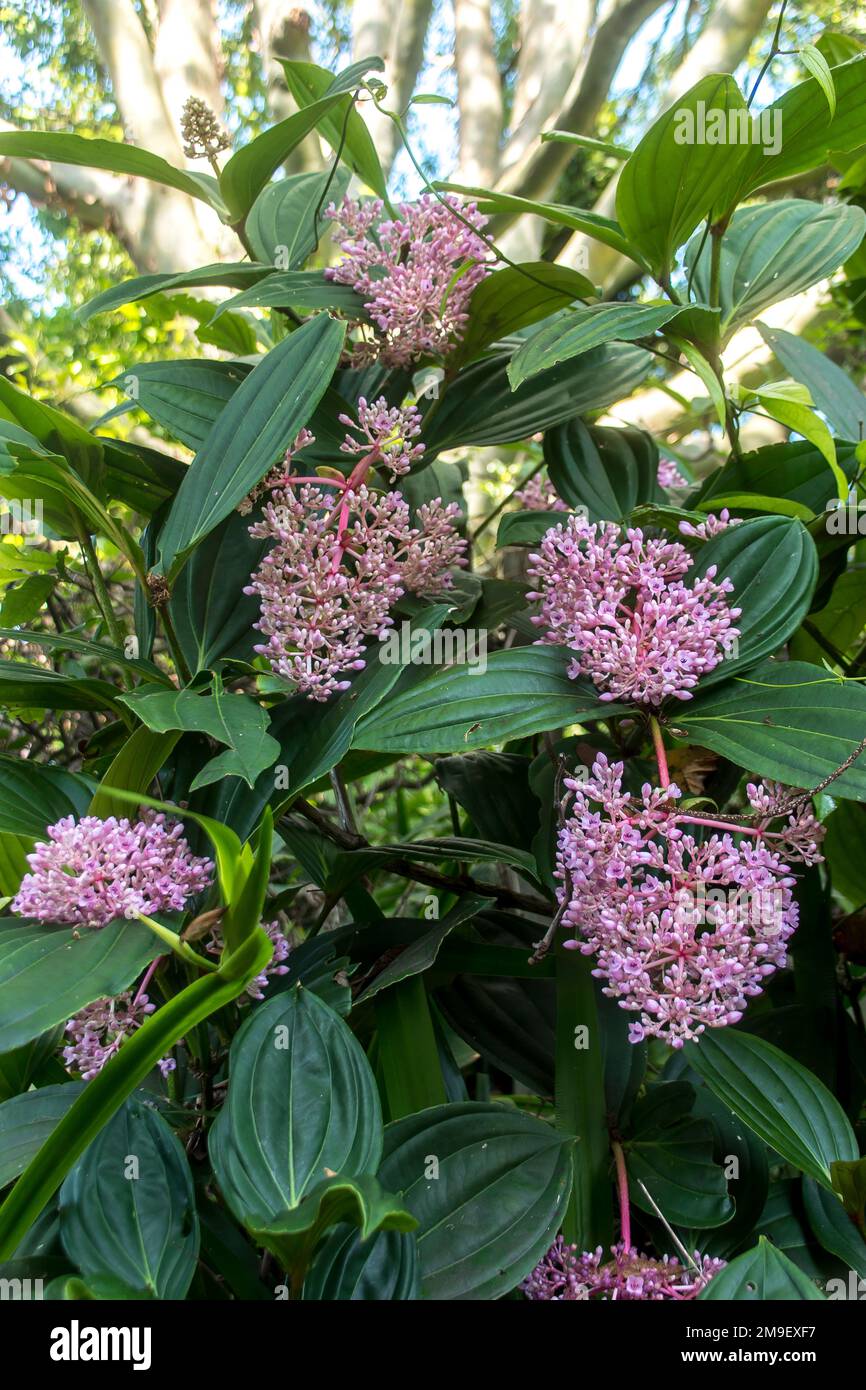 Huge clusters of pink flower buds of Malaysian orchid, semi-epiphytic Medinilla Myriantha, in sub-tropical garden in Queensland, Australia. Summer. Stock Photo