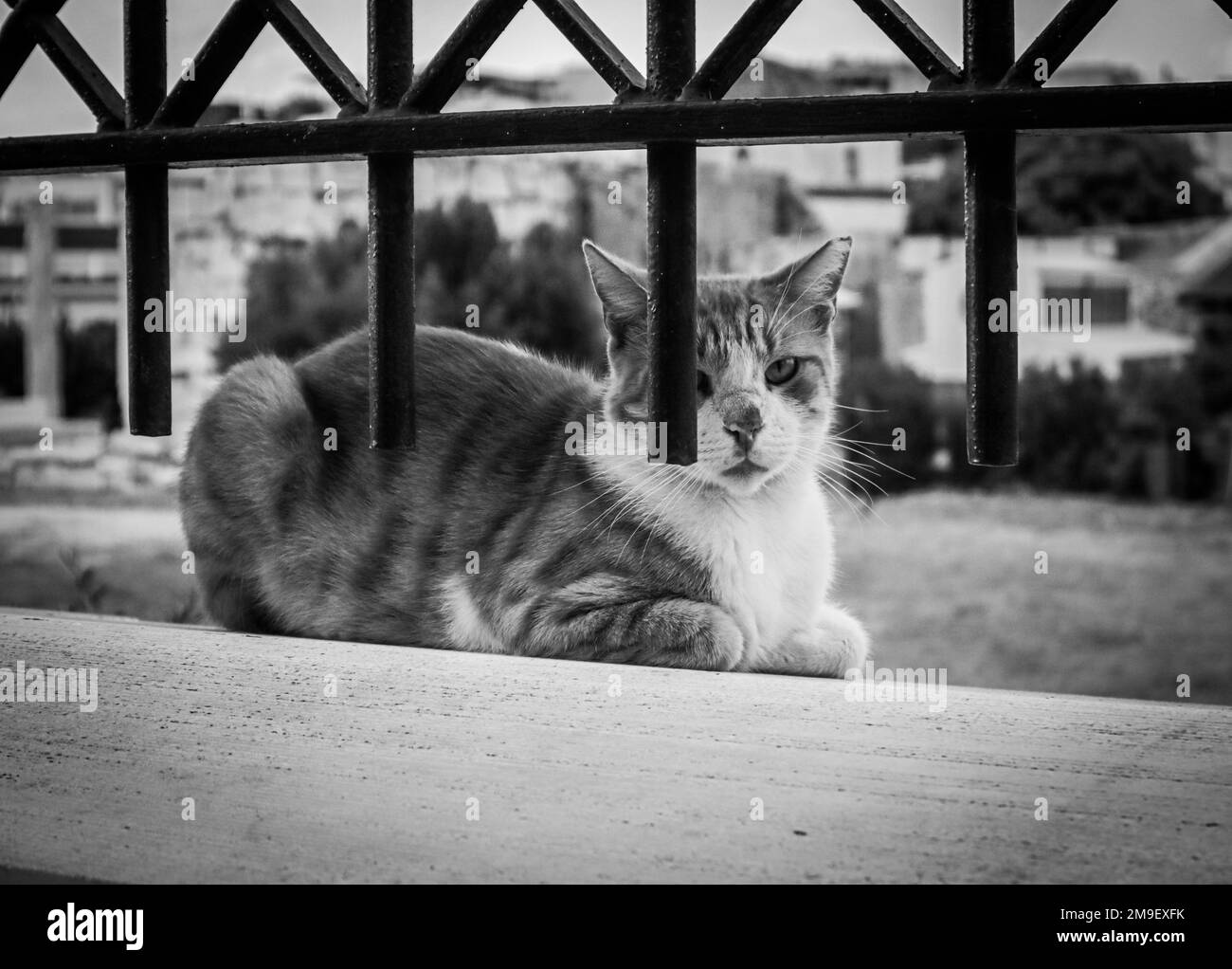 An horizontal wiew of a cat lying on a wall with a fence in front and behind it we can see the Ancient Library of Hadrian-B&W Stock Photo