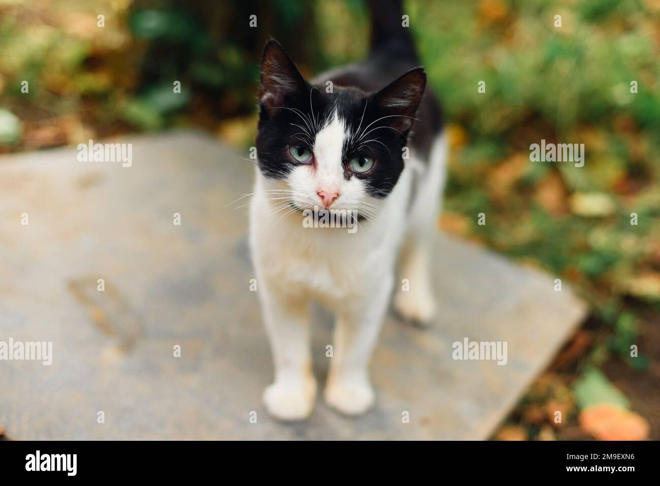 domestic black and white cat with green eyes looking close up Stock ...