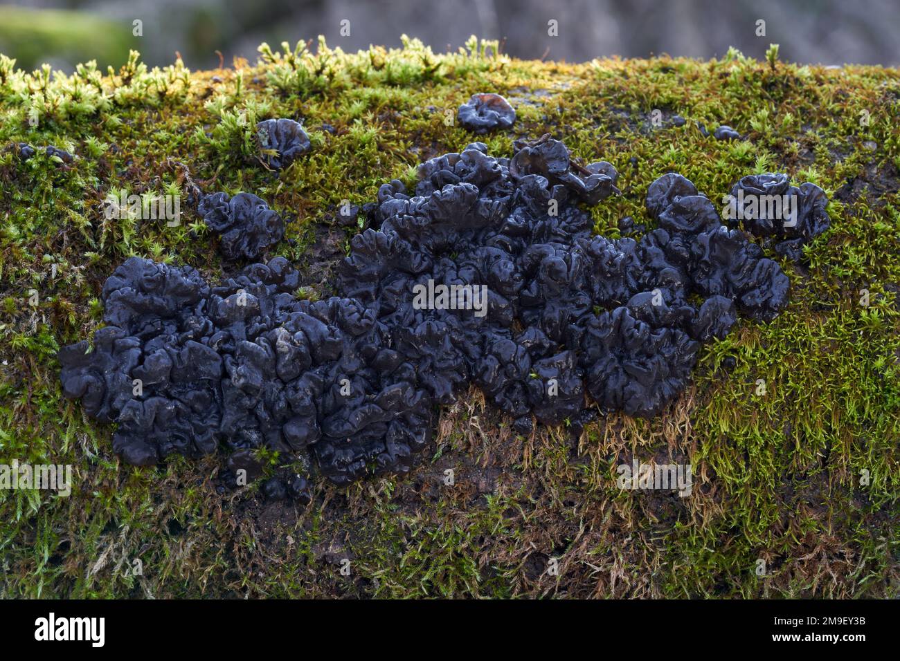 Inedible mushroom Exidia nigricans on the moss wood. Known as Warlocks's Butter. Wild black mushroom in the forest. Stock Photo