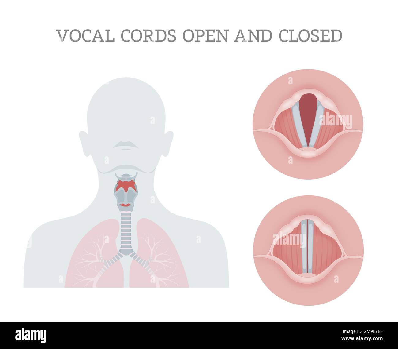Vocal cords open and closed Stock Photo