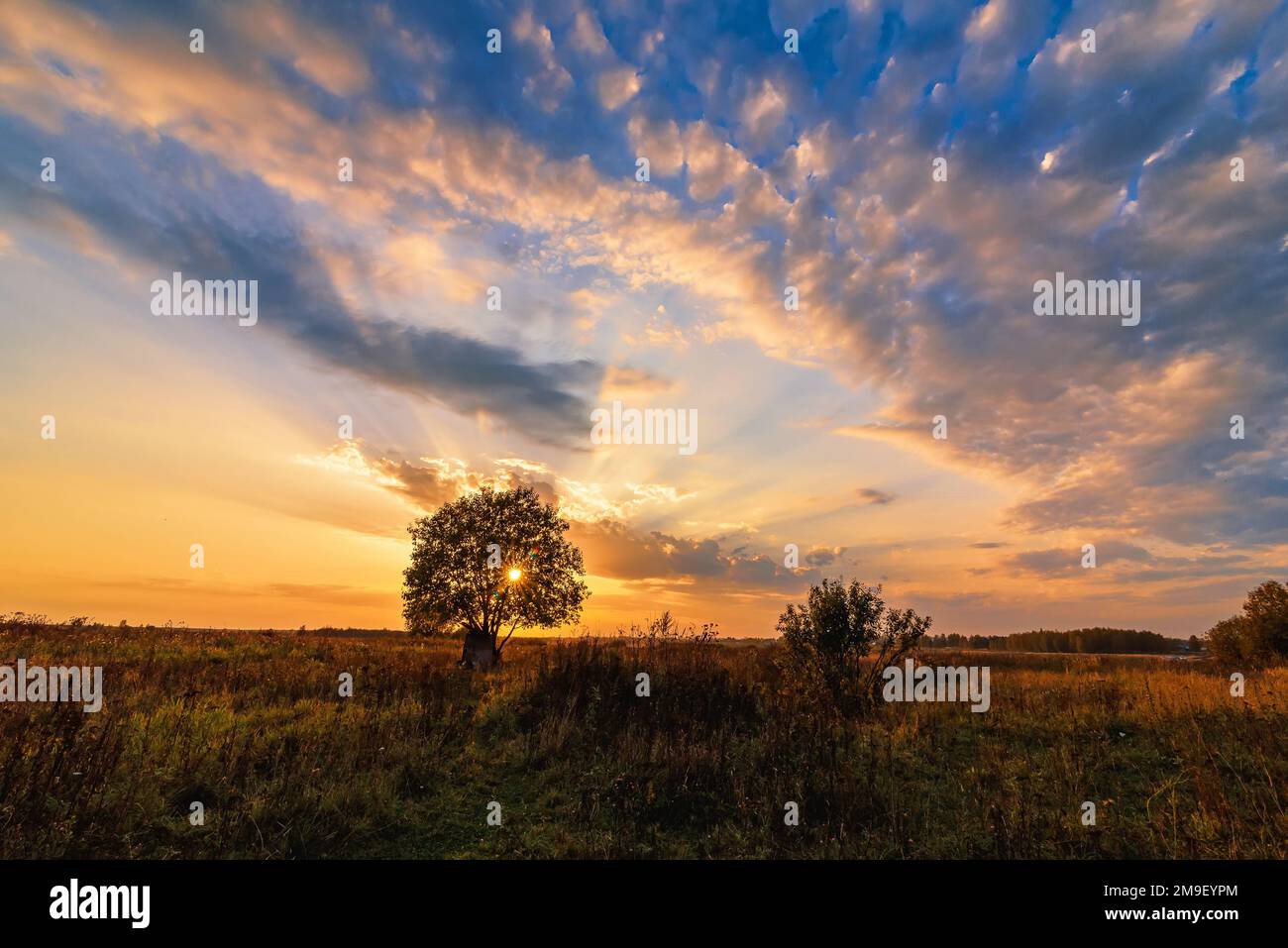 lonely tree in a field against an orange sunset in autumn with sunlight ...