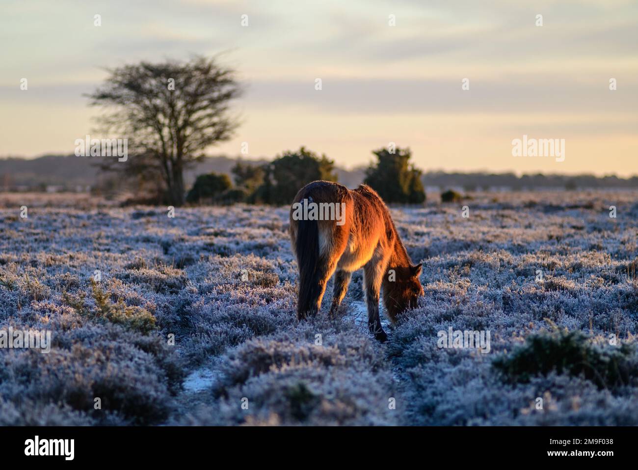 Godshill, New Forest, Hampshire, UK, 18th January 2023, Weather Cold