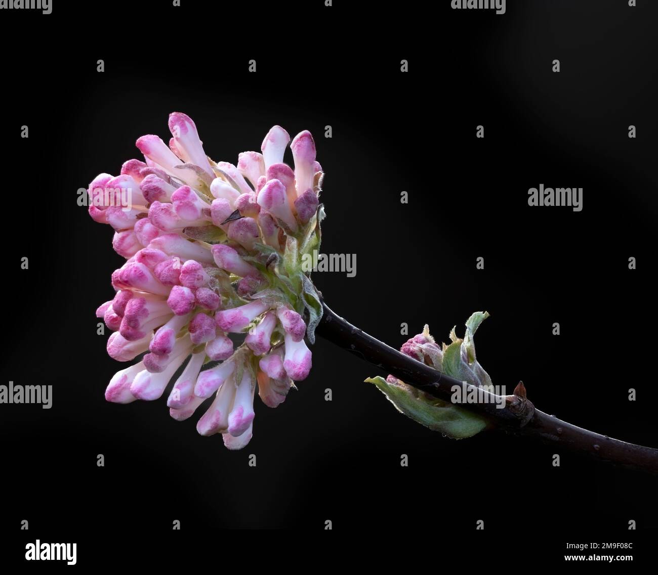 Closeup of Flower buds of Viburnum x bodnantense 'Charles Lamont' against a dark background Stock Photo