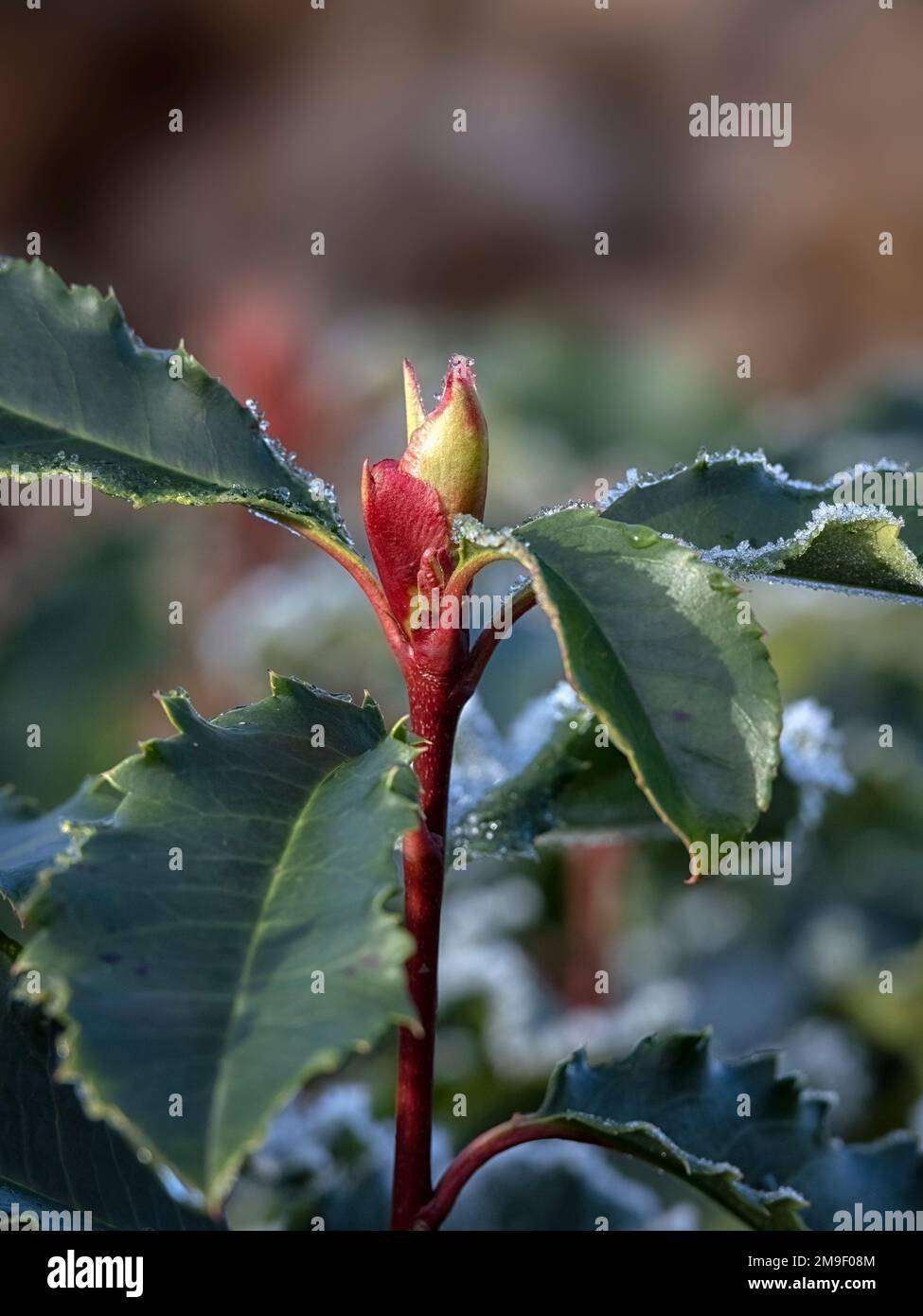 Closeup of new red shoots emerging of Photinia serratifolia 'Crunchy' emerging in winter Stock Photo