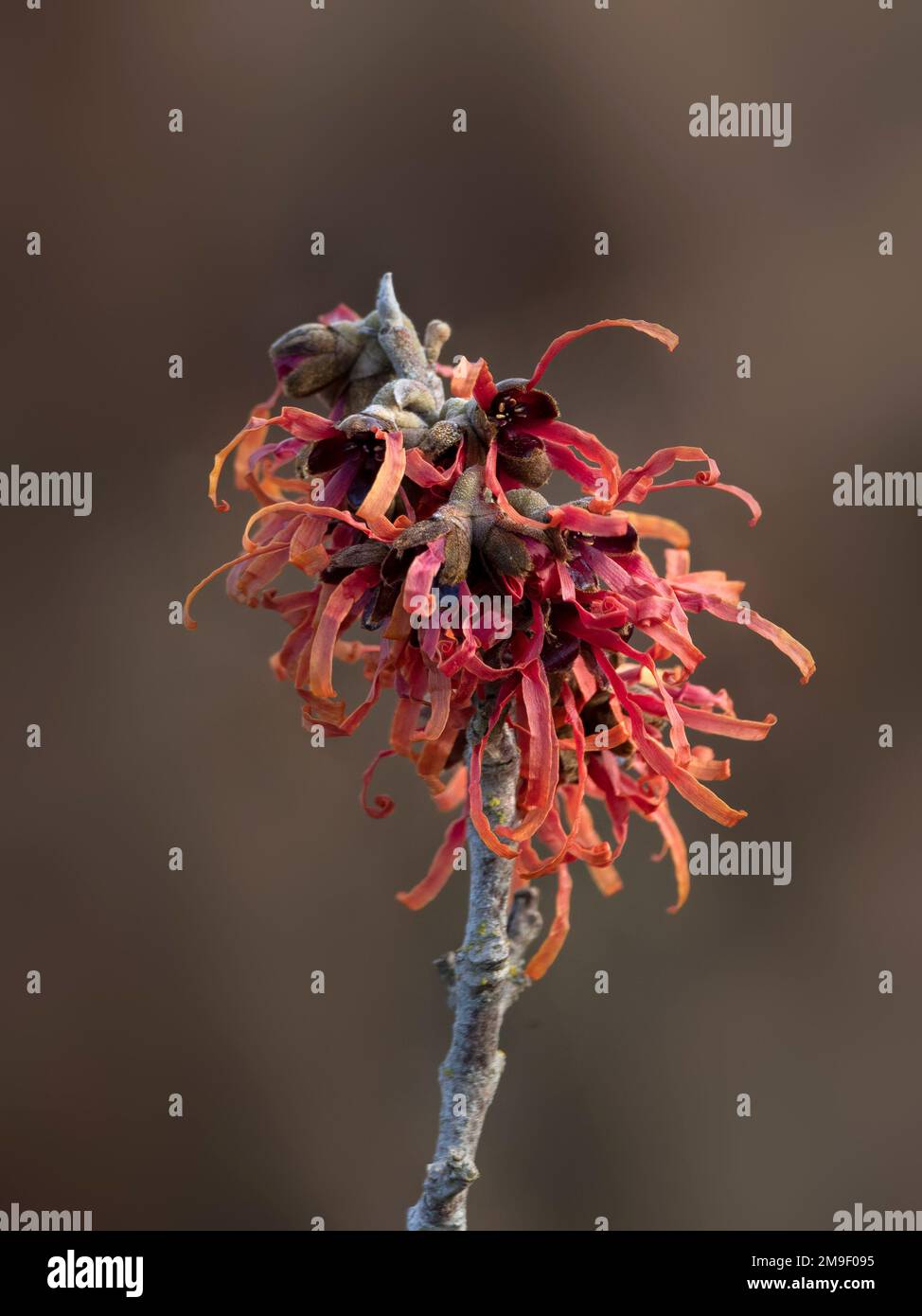Closeup of flowers of Hamamelis x intermedia 'Diane' against dark background in winter Stock Photo