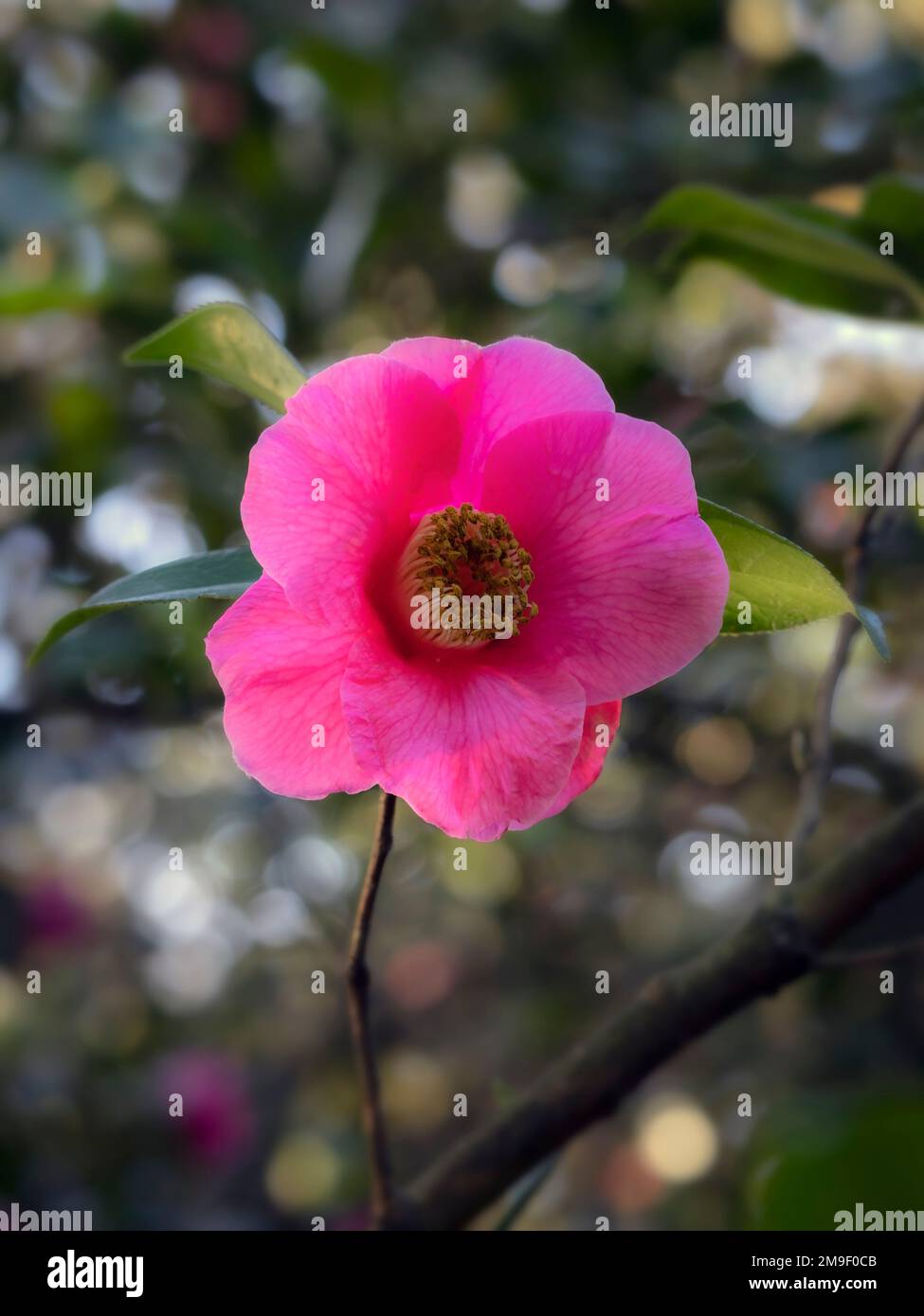 Closeup of flower of Camellia × williamsii 'Saint Ewe' in a garden in late winter Stock Photo