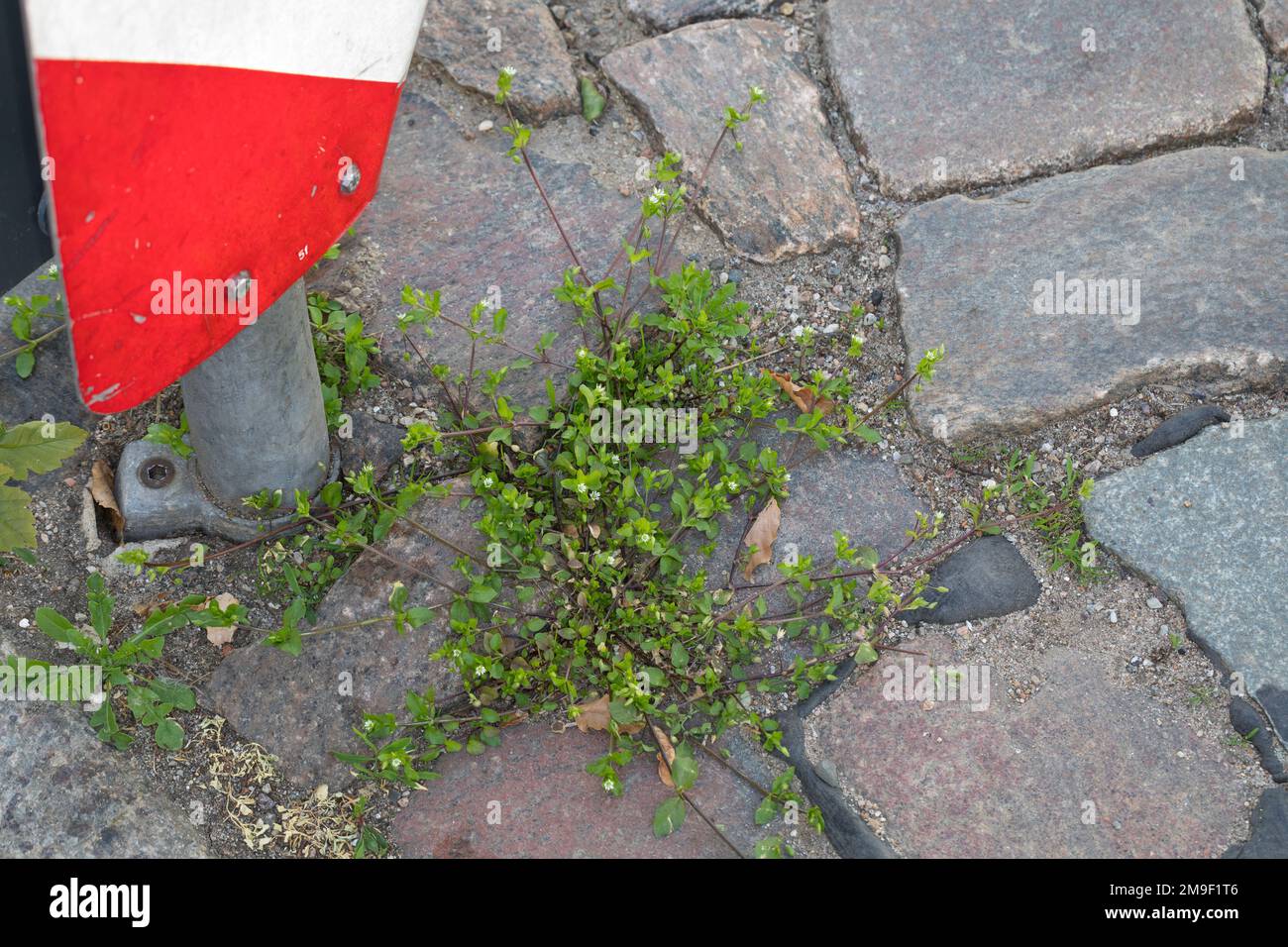 Gewöhnliche Vogelmiere, Vogelmiere, Vogel-Sternmiere, Hühnerdarm, Stellaria media, Stellaria media agg., common chickweed, chickweed, chickenwort, cra Stock Photo