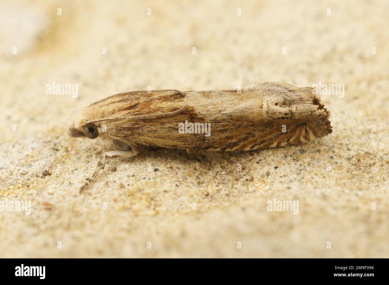 Detailed closeup on a pale colored European tortrix, the Hoary Bell, Eucosma cana sitting on a stone Stock Photo