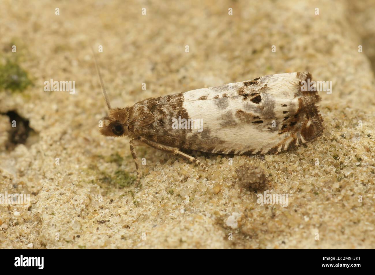 Detailed closeup on the small poplar shoot-borer moth, Gypsonoma aceriana sitting on wood in the garden Stock Photo