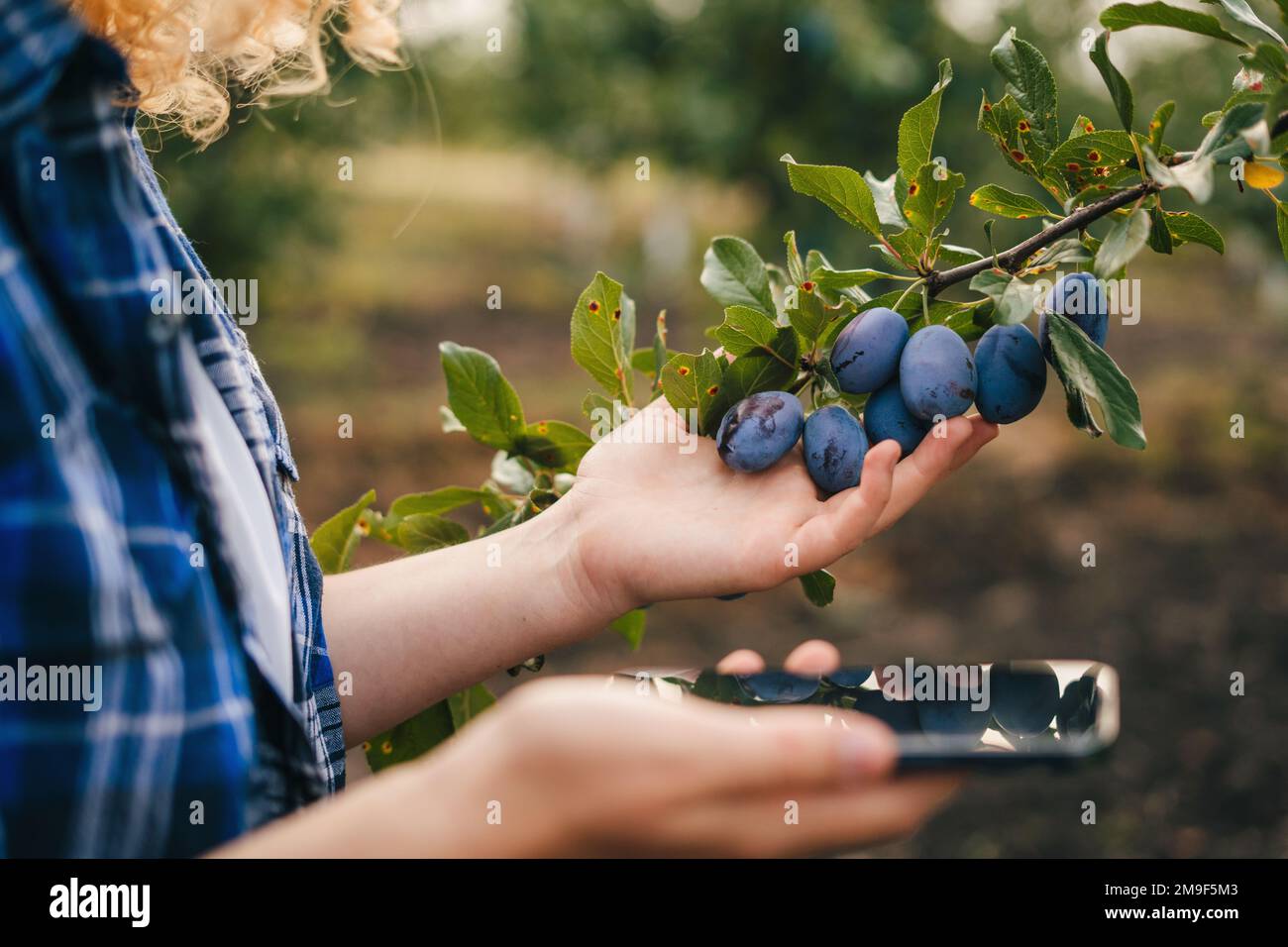 Young woman agronomist checking growth of plums in orchard. Farmer takes notes on phone. Agro business concept Stock Photo