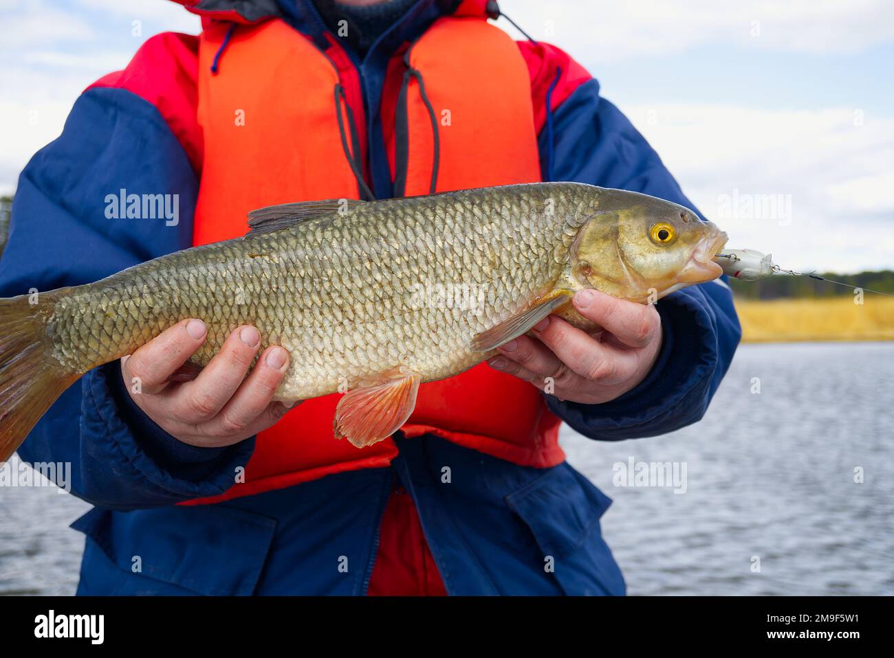 Ide fish hi-res stock photography and images - Alamy