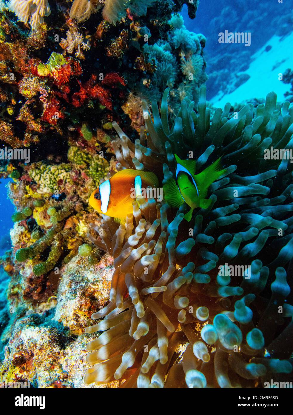 clownfish-on-elphistone-reef-egyptian-red-sea-29-11-2022-clownfish-or