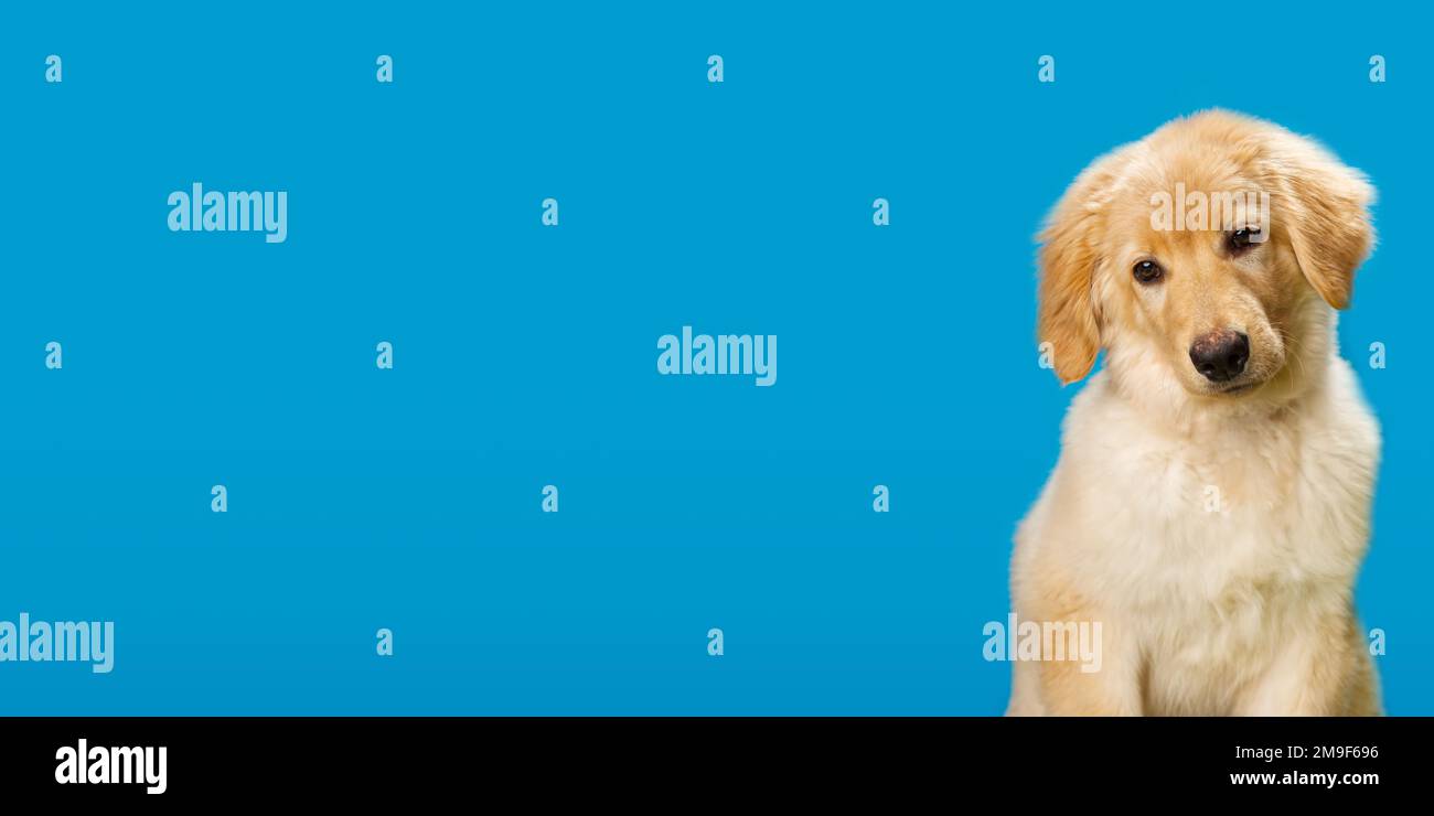 14 Rottweiler Mixes (With Info \u0026 Pictures) – Dogster, image size:1300x740