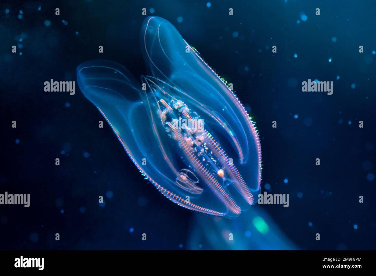 Bioluminescent comb jelly (Ctenophore) glowing in the abyss Stock Photo