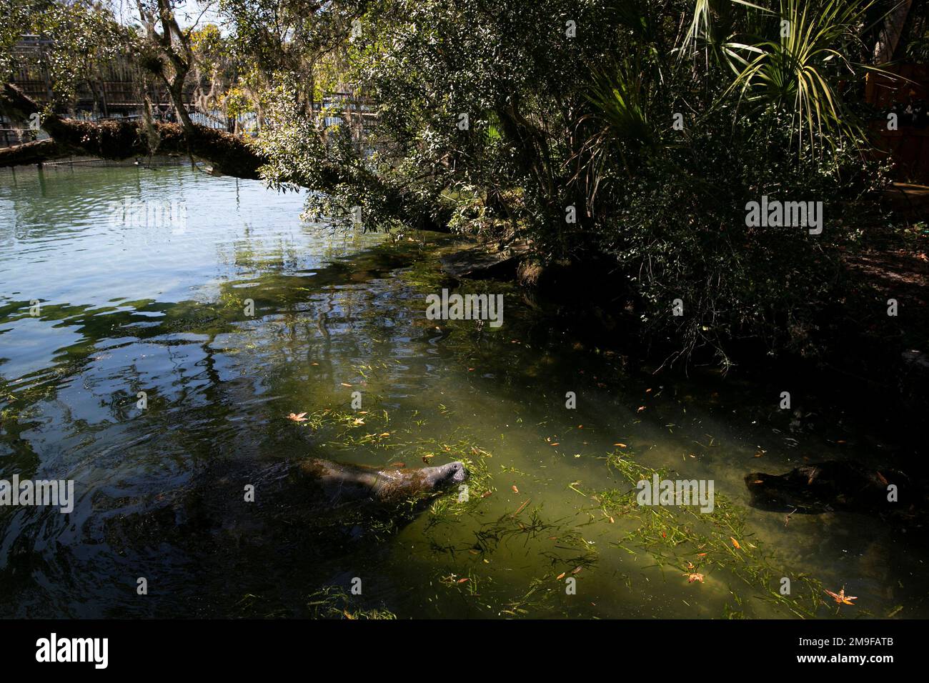 A manatee eats seagrass at Ellie Schiller Homosassa Springs Wildlife