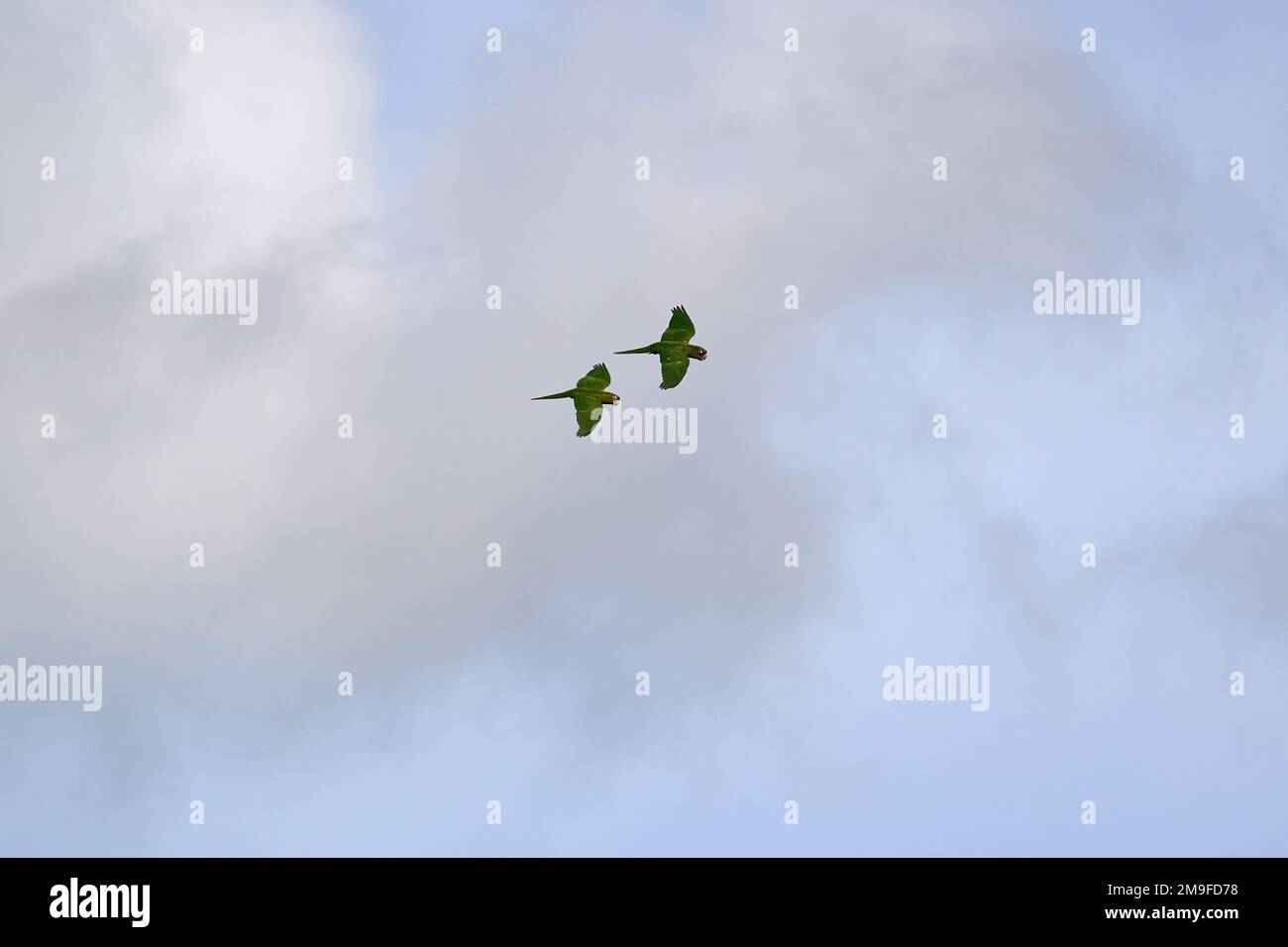 Birds silhouettes two beautiful hi-res stock photography and images - Alamy