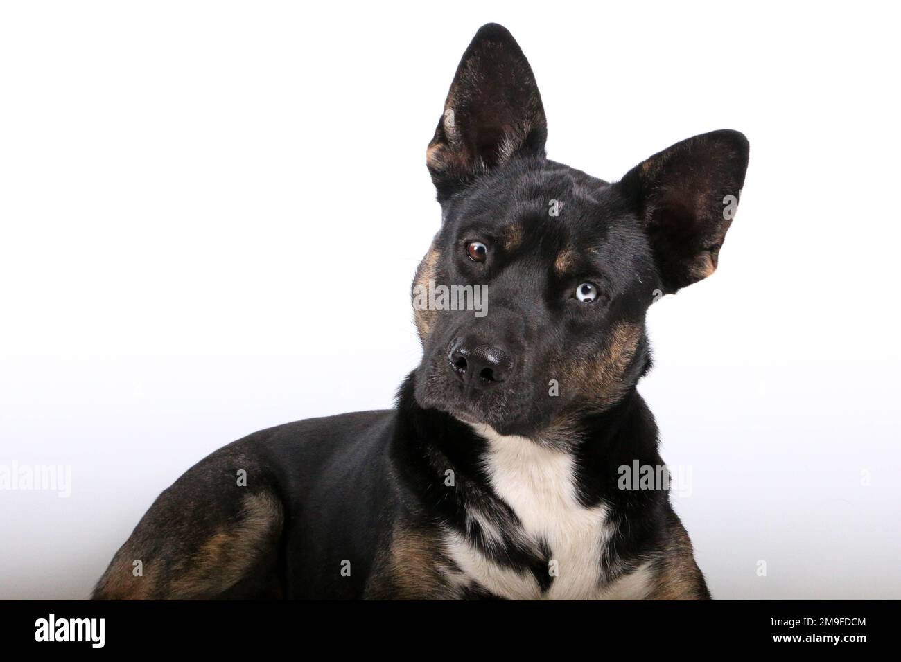 Why One Ear Stands Up While the Other Stays Down