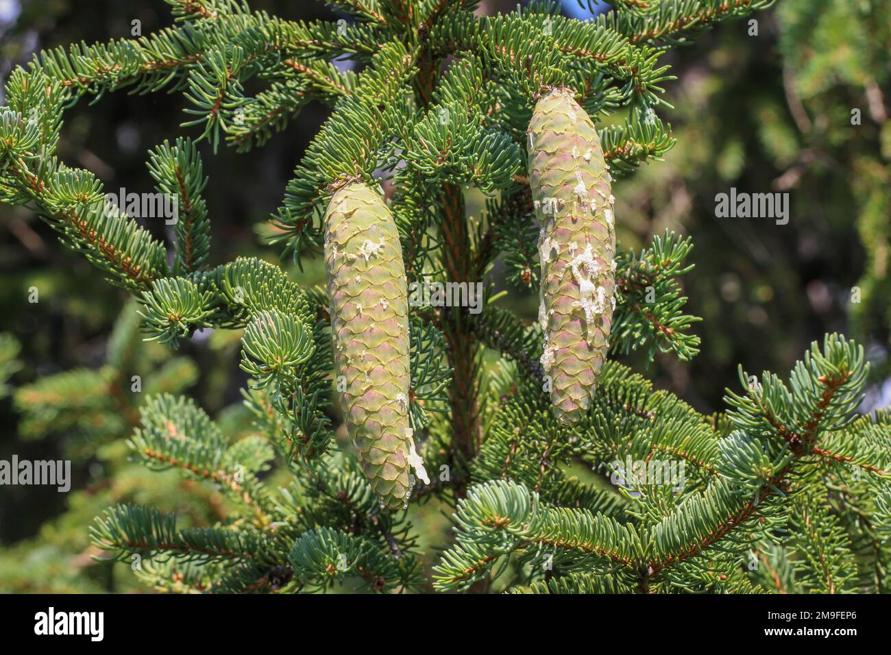 Natural resin on the immature cones of the Norway spruce (latin name: Picea abies) in Montenegro Stock Photo