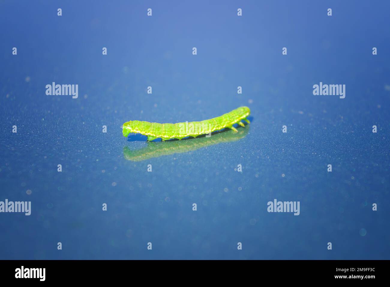 Green Geometrid caterpillar looper or inchworm crawling forward in characteristic looping movement close-up. Stock Photo