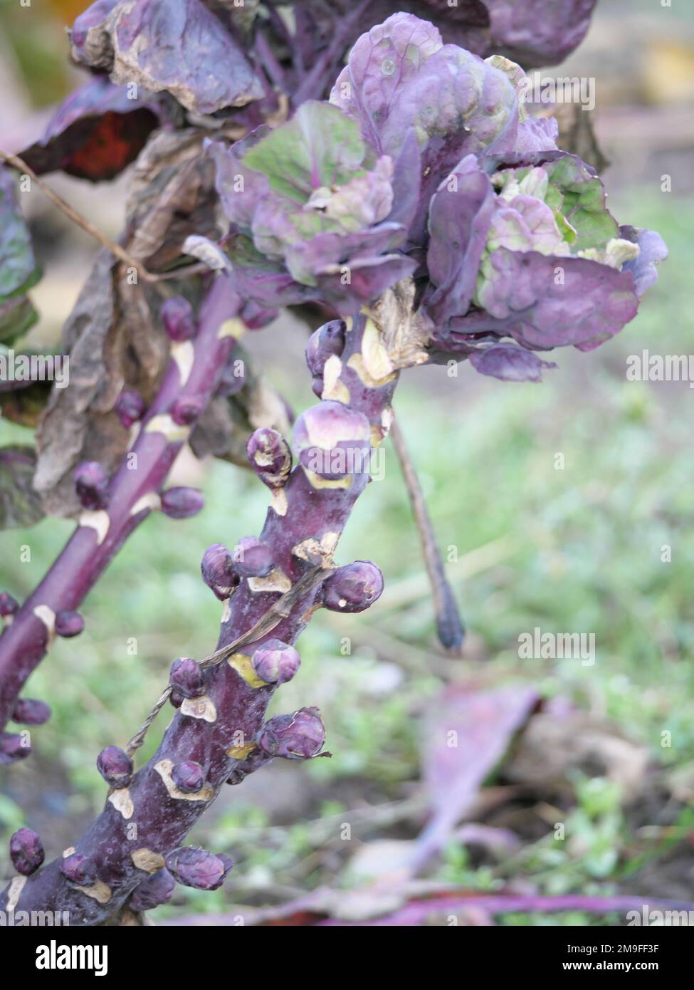 Detail of florets of a Brussels sprout as a winter vegetable in the kitchen garden for harvesting Stock Photo