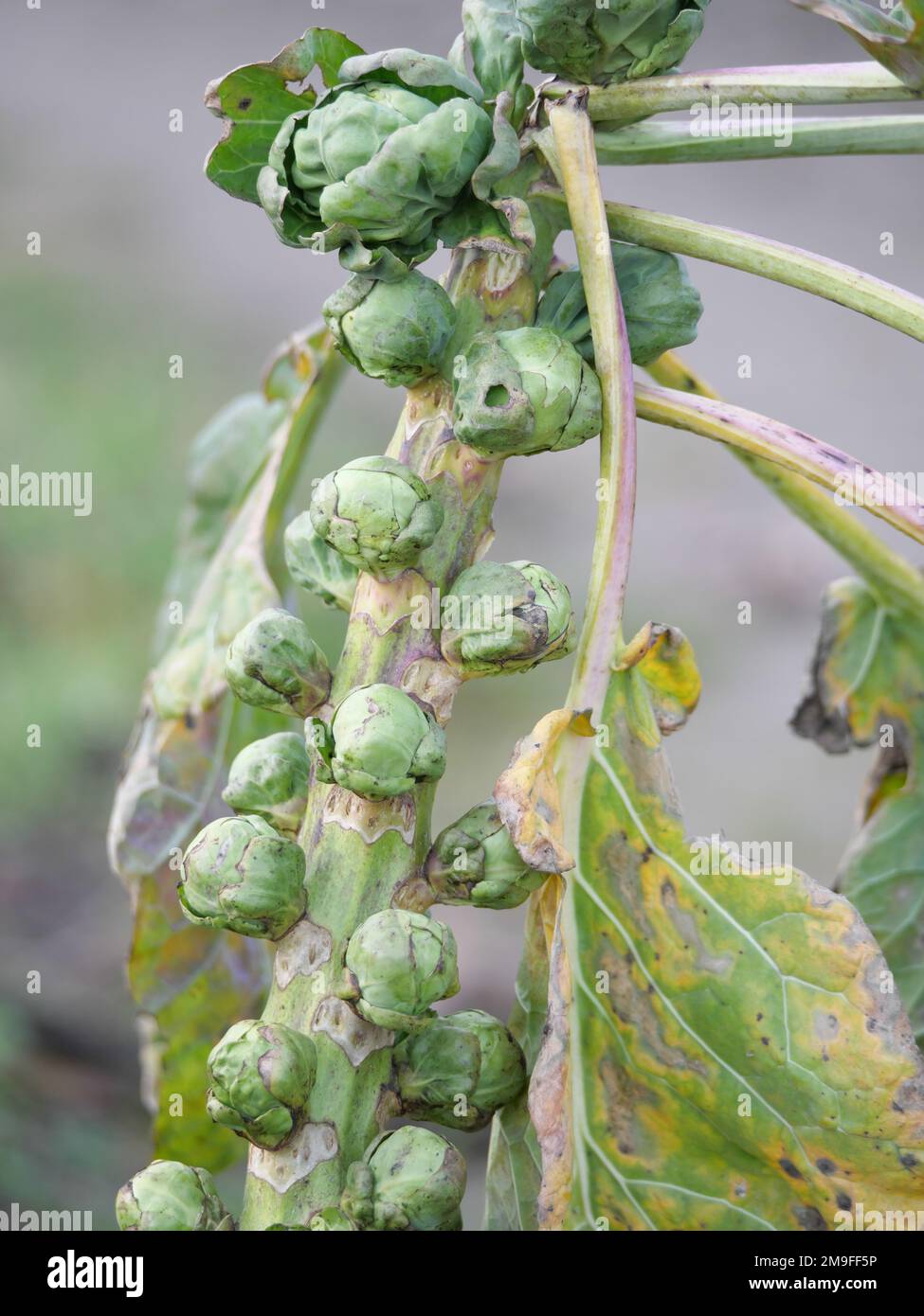 Detail of florets of a Brussels sprout as a winter vegetable in the kitchen garden for harvesting Stock Photo
