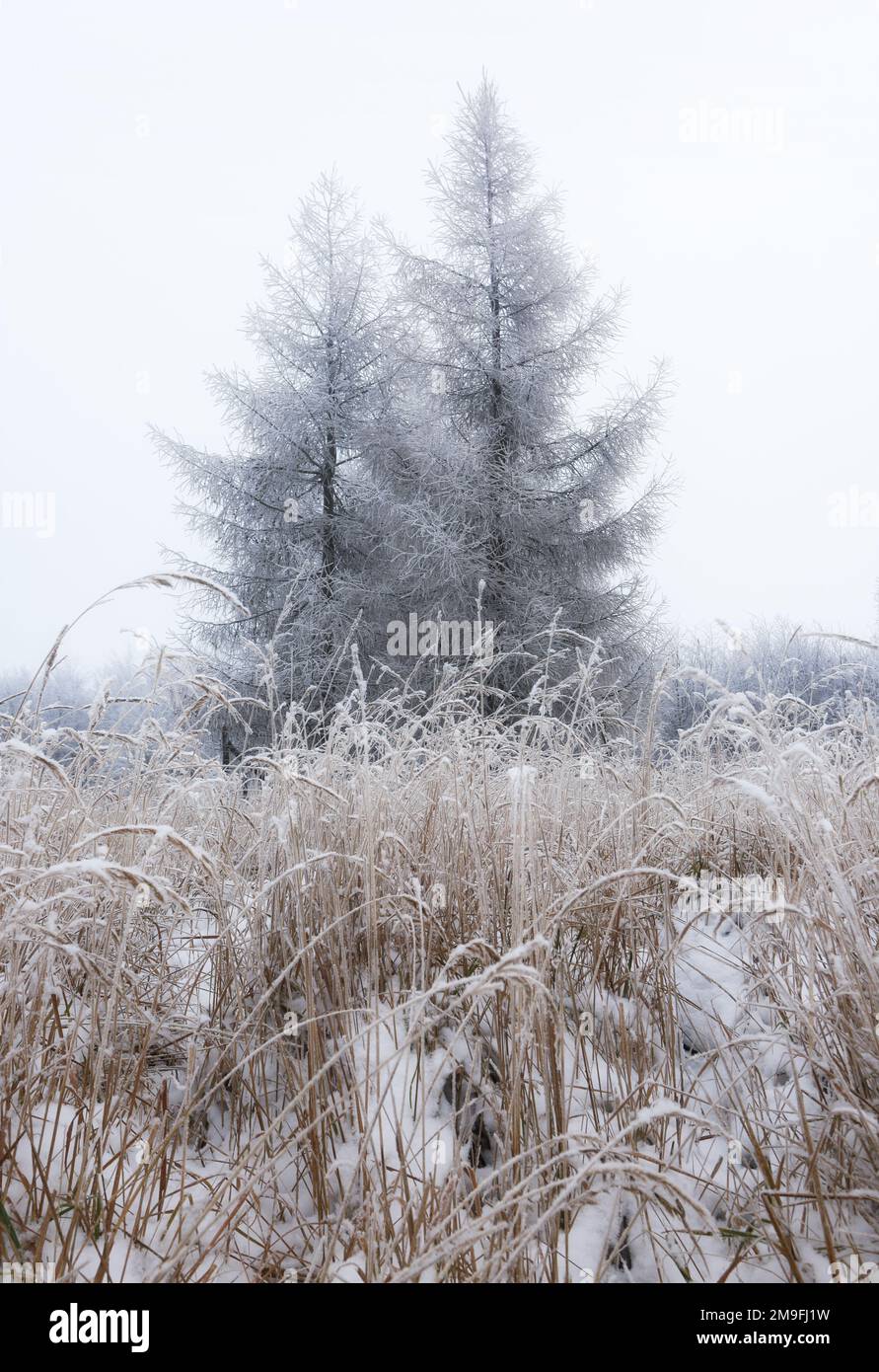 Frost covered tree in forest at mist Stock Photo