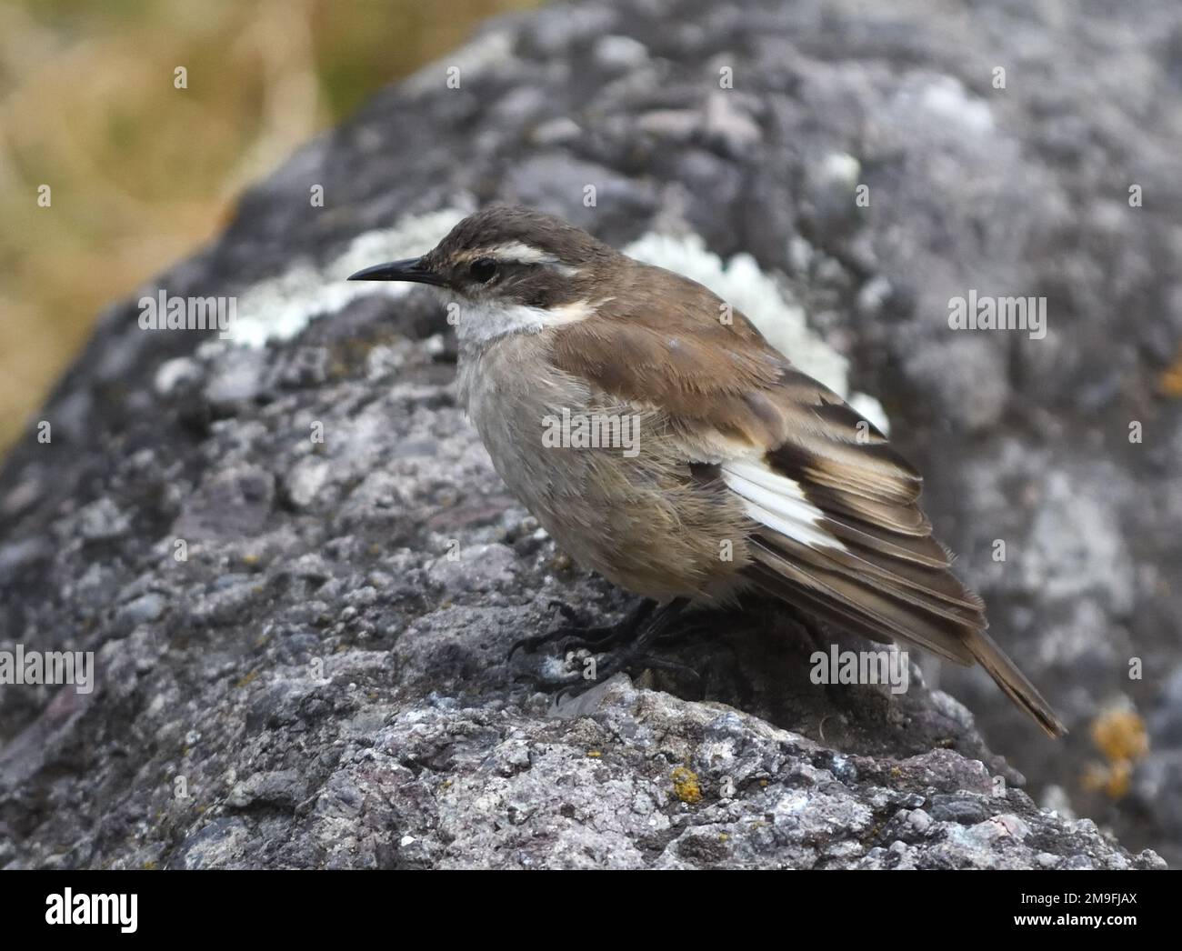 A cream-winged cinclodes (Cinclodes albiventris) forages in sparse vegetation at about 5,000m in the Andes above San Mateo. San Mateo, Lima, Peru. Stock Photo