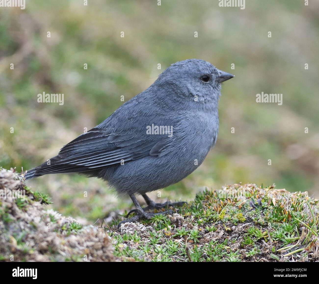 A male plumbeous sierra finch (Geospizopsis unicolor) forages in sparse vegetation at about 5,000m in the Andes above San Mateo. San Mateo, Lima, Peru Stock Photo