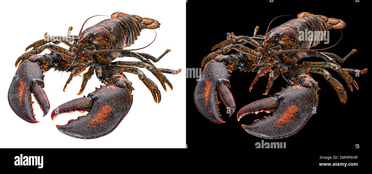 Fresh raw lobster isolated on white background  Stock Photo