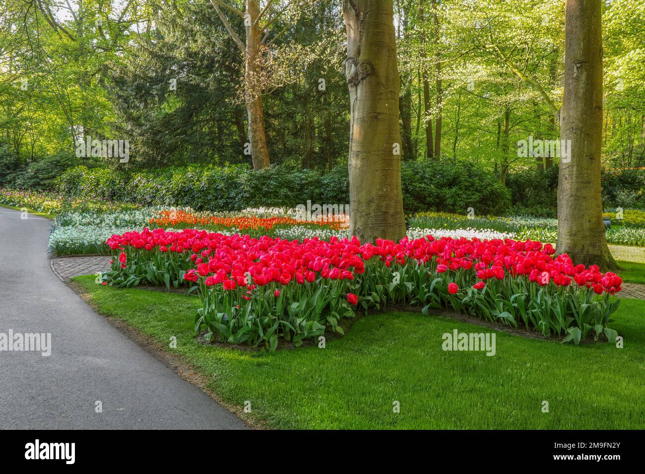 Beautiful scenery in Keukenhof royal flower garden in the Netherlands